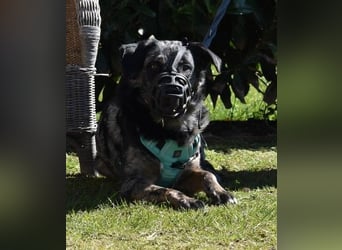 JERRY - aufgeweckter Rüde sucht erfahrenes Zuhause