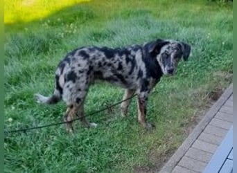 JERRY - aufgeweckter Rüde sucht erfahrenes Zuhause