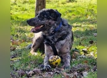 JERRY - aufgeweckter Rüde sucht erfahrenes Zuhause