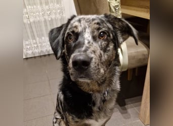 JERRY - aufgeweckter Rüde sucht erfahrenes Zuhause