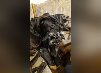 JERRY - aufgeweckter Rüde sucht erfahrenes Zuhause