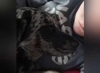 JERRY - aufgeweckter Rüde sucht erfahrenes Zuhause