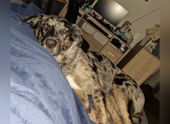 JERRY - aufgeweckter Rüde sucht erfahrenes Zuhause