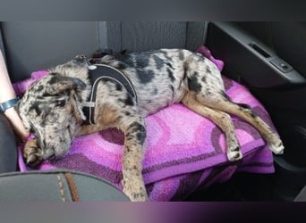 JERRY - aufgeweckter Rüde sucht erfahrenes Zuhause