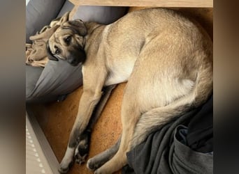 MYCROFT sucht dringend einen neuen Platz