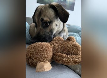 MYCROFT - lernwilliger, aufgeweckter Jungrüde sucht dringend neues Zuhause
