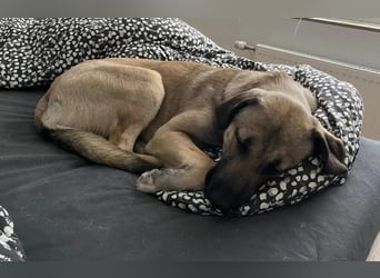 MYCROFT - lernwilliger, aufgeweckter Jungrüde sucht dringend neues Zuhause
