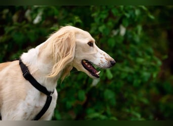 Anmutiger Richard sucht seine Menschen