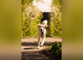 Anmutiger Richard sucht seine Menschen