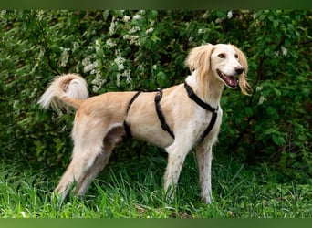 Anmutiger Richard sucht seine Menschen