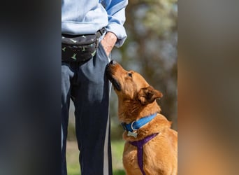 Wunderbarer Mandarin sucht seine Menschen