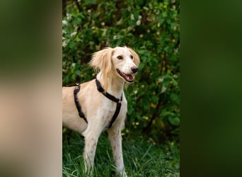 Anmutiger Richard sucht seine Menschen