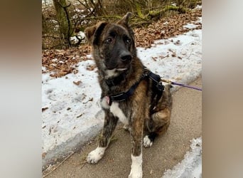 Zauberhafter, verschmuster Junghund Carlo sucht seine Menschen