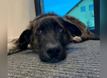 Zauberhafter, verschmuster Junghund Carlo sucht seine Menschen