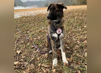 Zauberhafter, verschmuster Junghund Carlo sucht seine Menschen