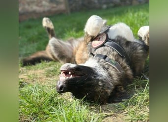 Zauberhafter, verschmuster Junghund Carlo sucht seine Menschen