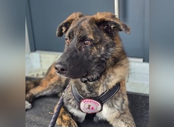 Zauberhafter, verschmuster Junghund Carlo sucht seine Menschen