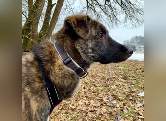 CARLO - zauberhafter Junghund sucht seine Menschen