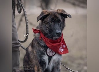 Zauberhafter, verschmuster Junghund Carlo sucht seine Menschen