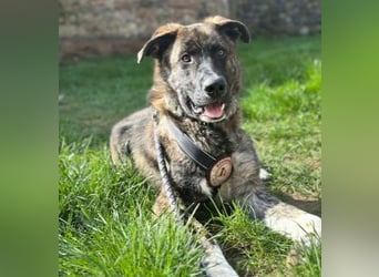 Zauberhafter, verschmuster Junghund Carlo sucht seine Menschen