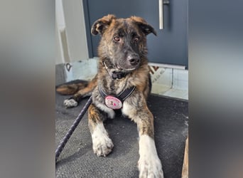 Zauberhafter, verschmuster Junghund Carlo sucht seine Menschen