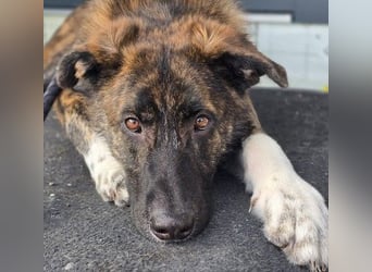 Zauberhafter, verschmuster Junghund Carlo sucht seine Menschen