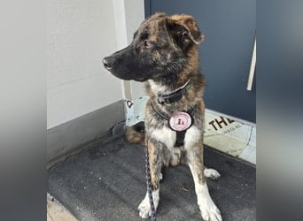 Zauberhafter, verschmuster Junghund Carlo sucht seine Menschen