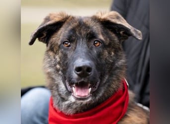 Zauberhafter, verschmuster Junghund Carlo sucht seine Menschen