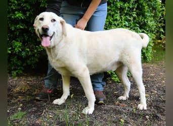 Scoutie - Scoutie hat Fernweh nach Liebe