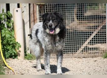 Ray - Zeig mir die Welt außerhalb des Zwingers...