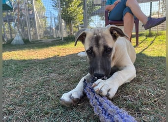 Inga - (Dringend Pflegestelle oder Zuhause gesucht)  Zwei kleine Hunde und ...
