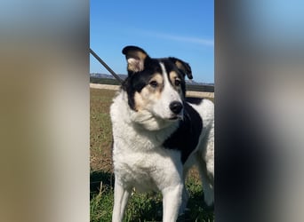 Giangy - Lebens- und Liebesverlängernde Maßnahmen