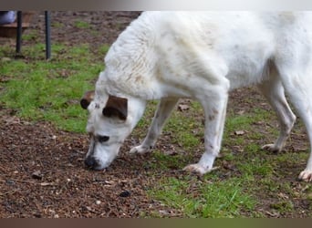 El Fava - hübscher Junge mit braunen Öhrchen