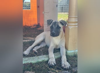 Inga - (Dringend Pflegestelle oder Zuhause gesucht)  Zwei kleine Hunde und ...