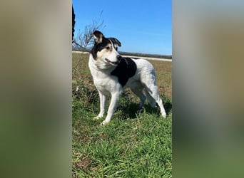 Giangy - Lebens- und Liebesverlängernde Maßnahmen