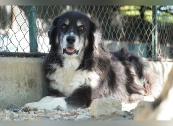 Kuno - Ein Ende in Sicht?