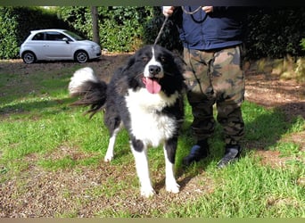 Frasio - Wenn Lebendigkeit zum Verhängnis wird