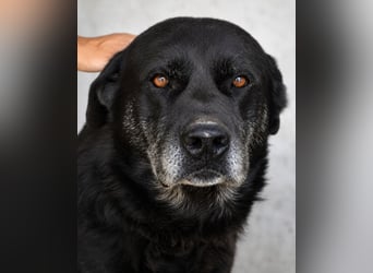 Idrysh - große Hunde werfen lange Schatten