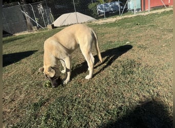 Inga - (Dringend Pflegestelle oder Zuhause gesucht)  Zwei kleine Hunde und ...