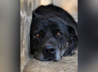 Idrysh - große Hunde werfen lange Schatten