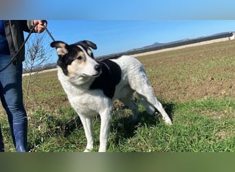 Giangy - Lebens- und Liebesverlängernde Maßnahmen