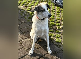Nelly sucht dich - Groß, liebenswert und voller Herz