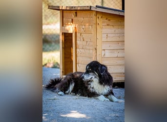 Kuno - Ein Ende in Sicht?