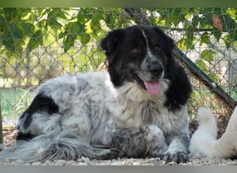 Ray - Zeig mir die Welt außerhalb des Zwingers...