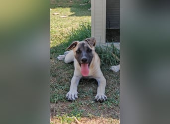 Inga - (Dringend Pflegestelle oder Zuhause gesucht)  Zwei kleine Hunde und ...