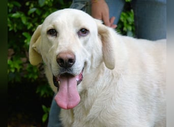 Scoutie - Scoutie hat Fernweh nach Liebe
