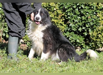 Frasio - Wenn Lebendigkeit zum Verhängnis wird