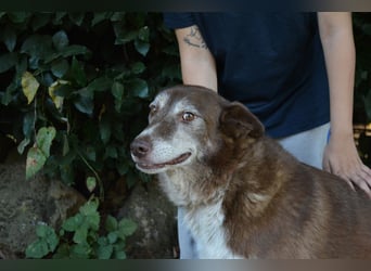 Lynwood - Ein Hund der Sorte «10 von 10 Punkten»