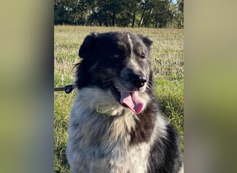 Ray - Zeig mir die Welt außerhalb des Zwingers...