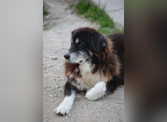 Kuno - Ein Ende in Sicht?